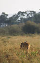  Lion Masai Mara 